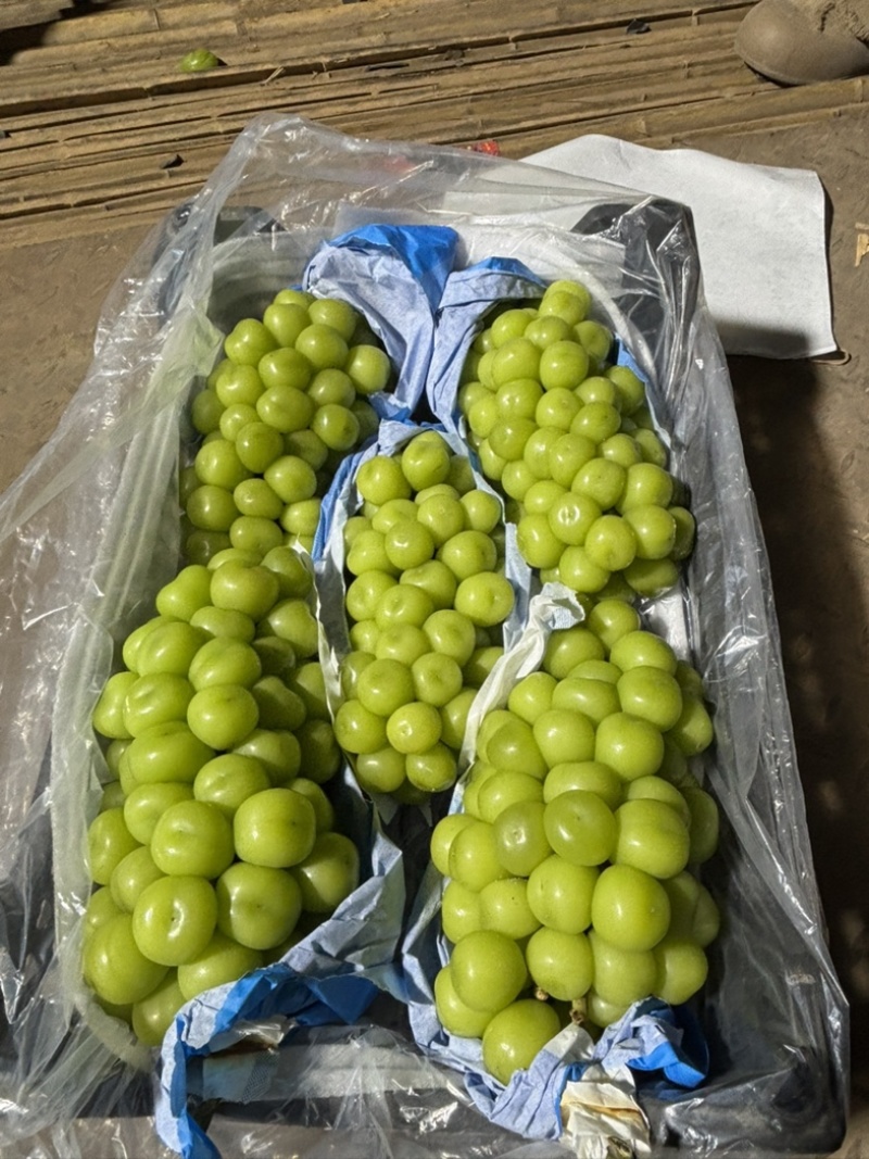 阳光玫瑰大量上市