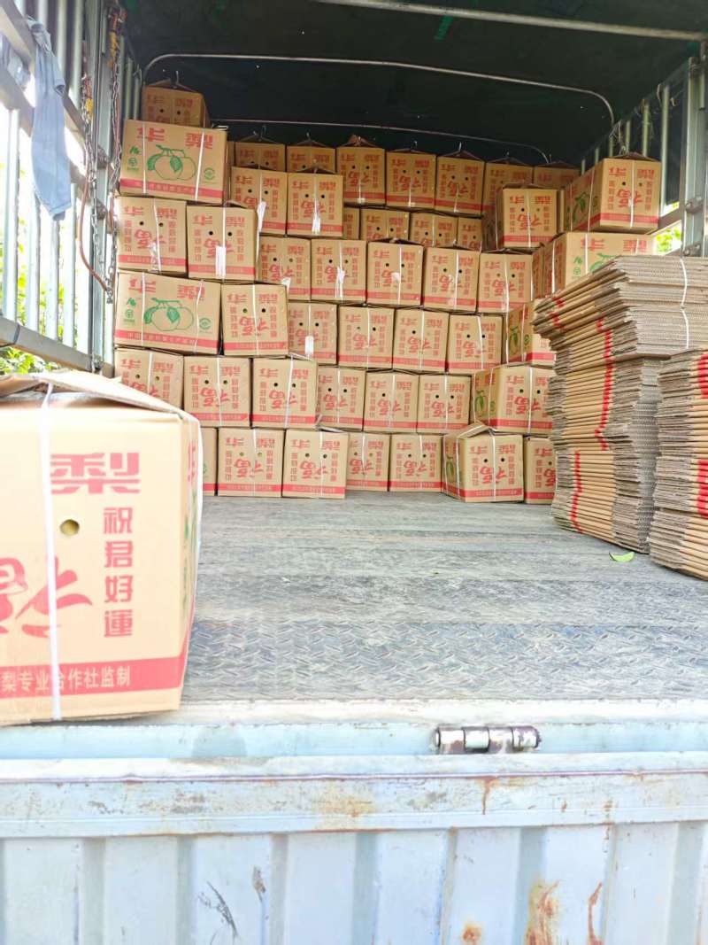 湖北沙梨湘南梨基地现摘现发量大价优