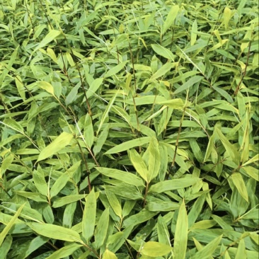 方竹苗（容器苗），公司苗圃基地自育自销，价格实惠