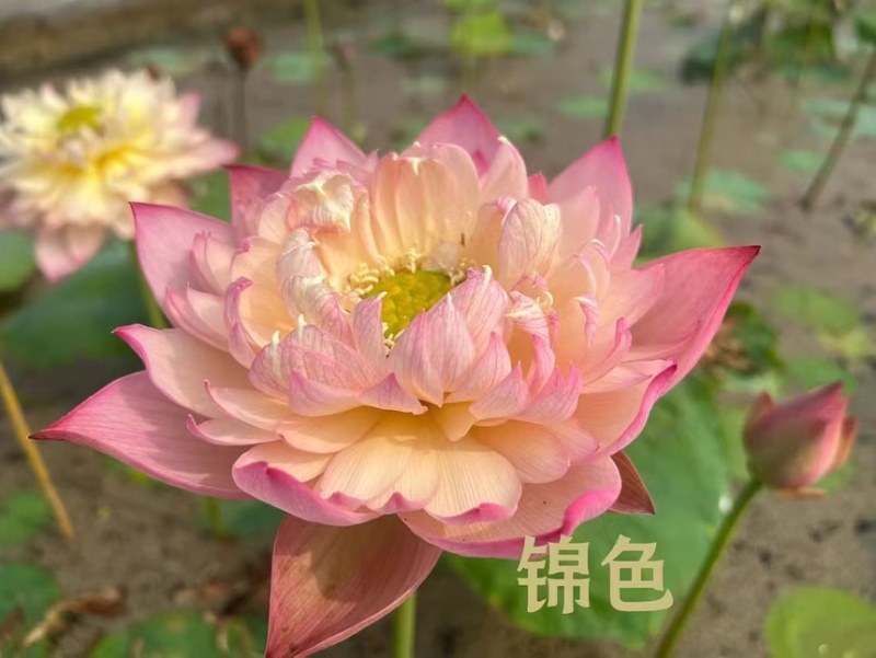 荷花精品荷花苗精品荷花观赏荷花货多有有惠