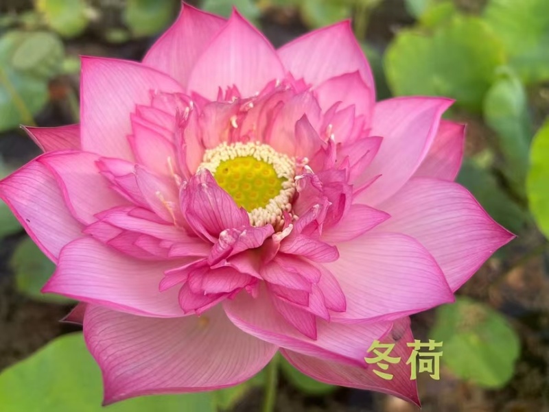 荷花精品荷花苗精品荷花观赏荷花货多有有惠