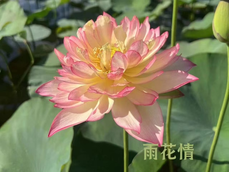 荷花精品荷花苗精品荷花观赏荷花货多有有惠