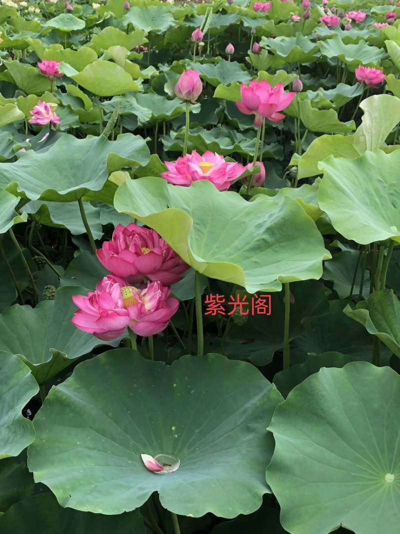 荷花精品荷花苗精品荷花观赏荷花货多有有惠