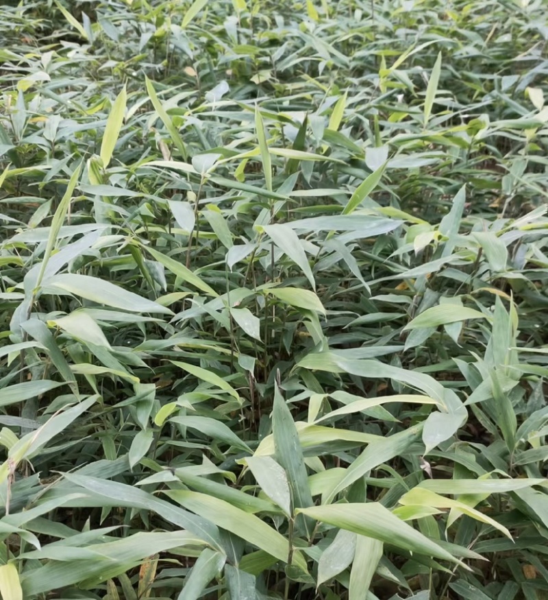 方竹苗（容器苗），公司苗圃基地自育自销，价格实惠
