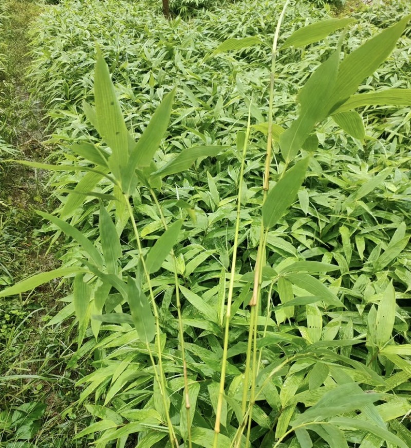 方竹苗（容器苗），公司苗圃基地自育自销，价格实惠