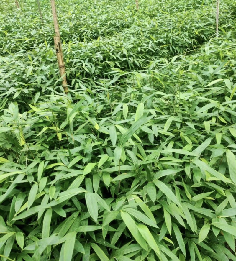 方竹苗（容器苗），公司苗圃基地自育自销，价格实惠