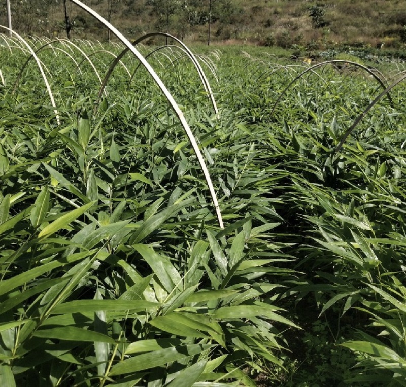 方竹苗（容器苗），公司苗圃基地自育自销，价格实惠