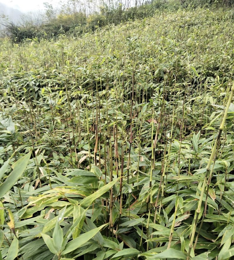 方竹苗（容器苗），公司苗圃基地自育自销，价格实惠