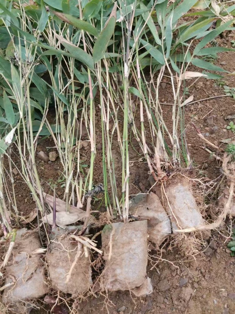 方竹苗（容器苗），公司苗圃基地自育自销，价格实惠