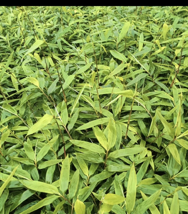 方竹苗（容器苗），公司苗圃基地自育自销，价格实惠
