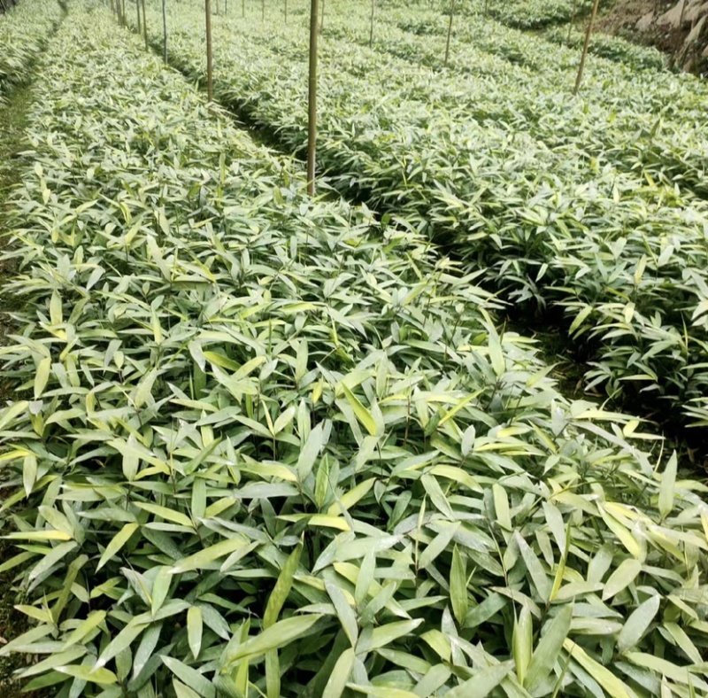 方竹苗（容器苗），公司苗圃基地自育自销，价格实惠