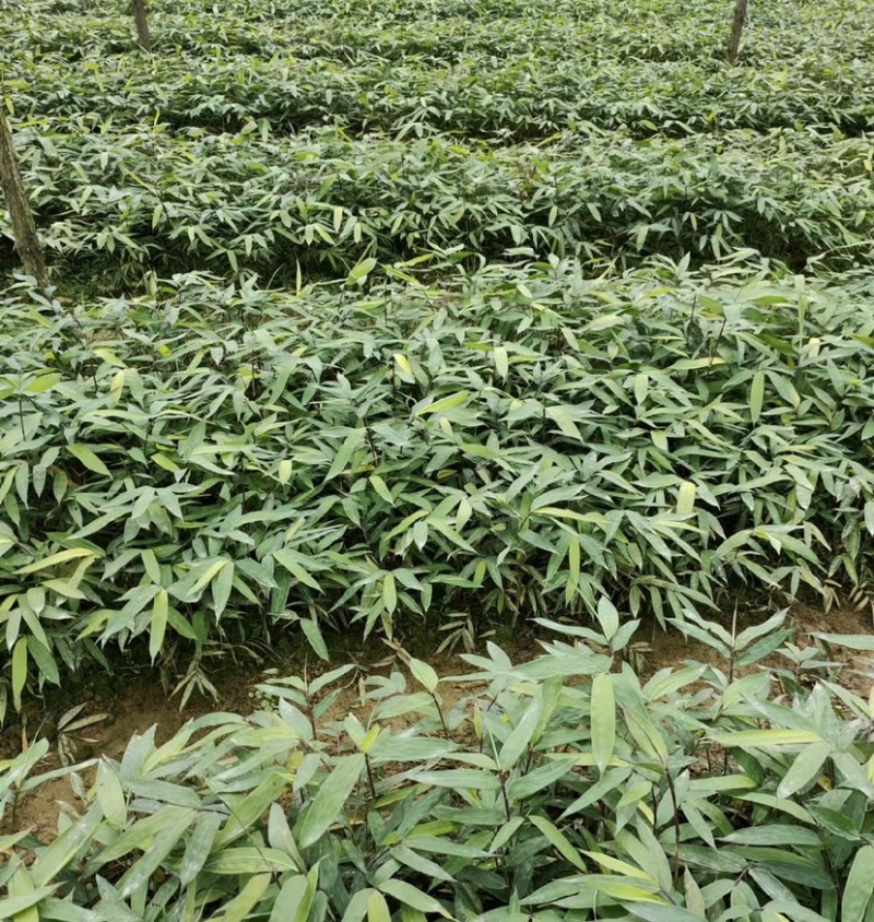方竹苗（容器苗），公司苗圃基地自育自销，价格实惠