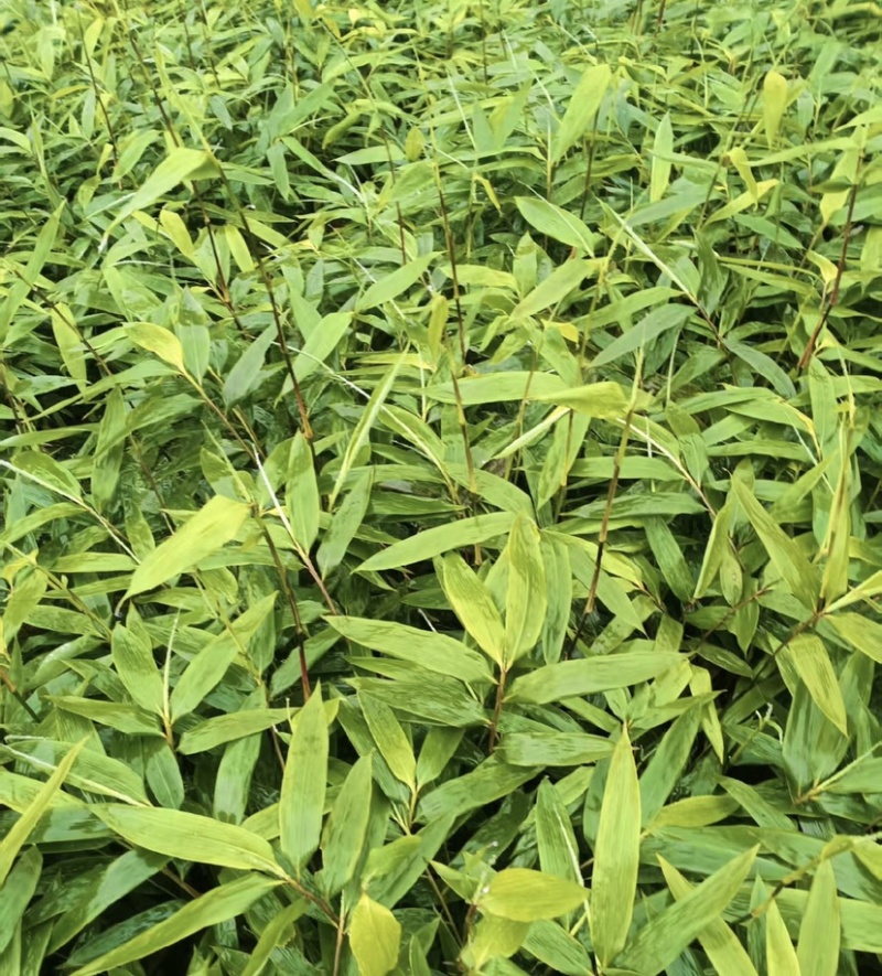 方竹苗（容器苗），公司苗圃基地自育自销，价格实惠