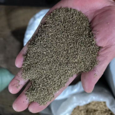 芹菜籽干货芹菜籽欢迎选购！量大从优！