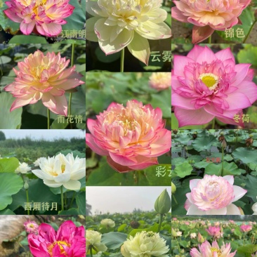 荷花精品荷花苗观赏荷花货多有优惠