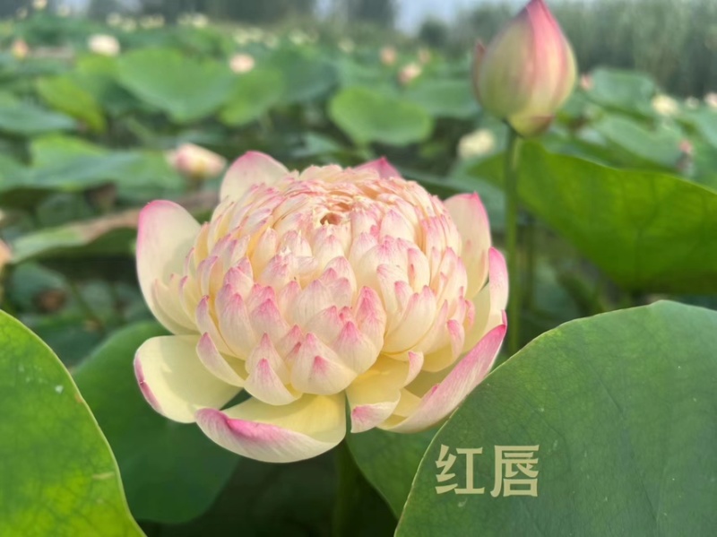 荷花精品荷花苗观赏荷花货多有优惠