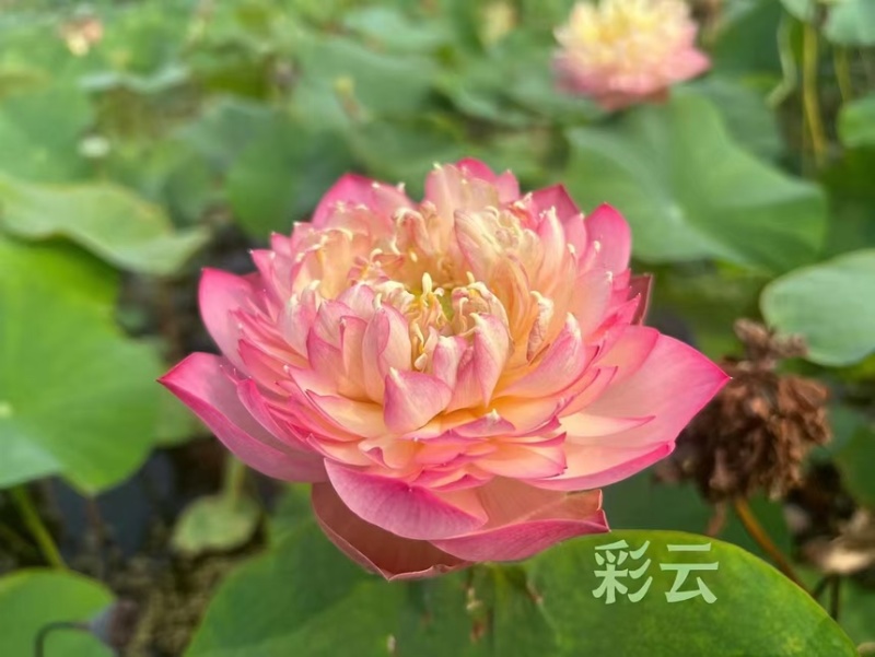 荷花精品荷花苗观赏荷花货多有优惠