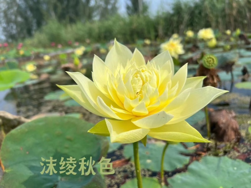 荷花精品荷花苗观赏荷花货多有优惠