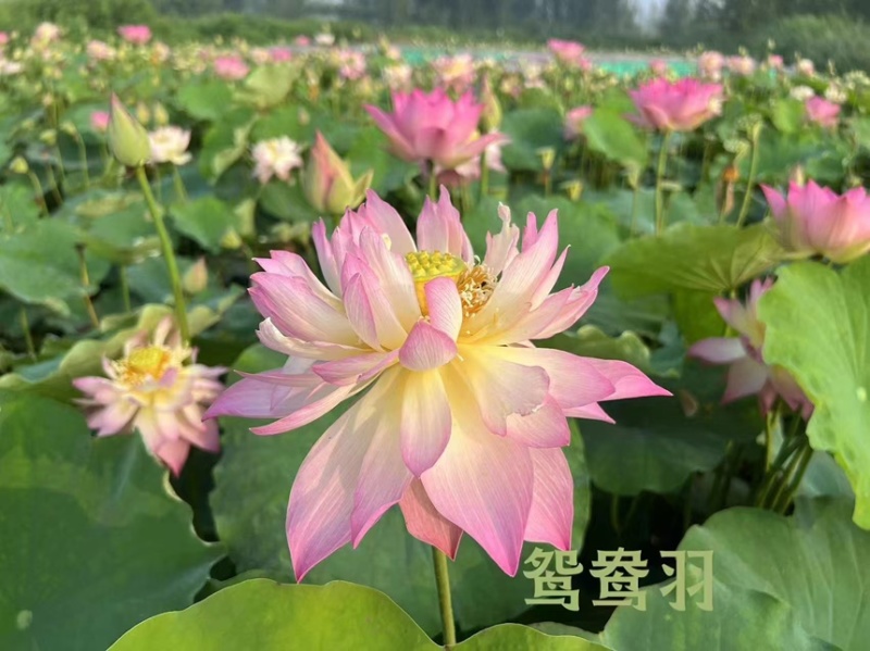 荷花精品荷花苗观赏荷花货多有优惠