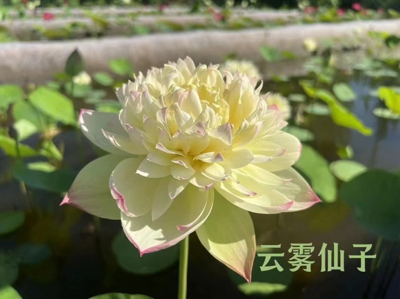 荷花精品荷花苗观赏荷花货多有优惠