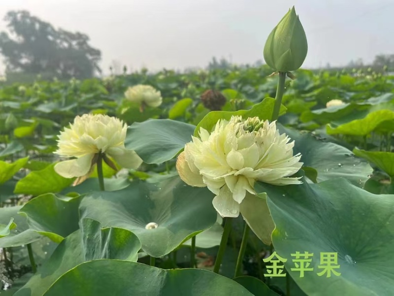 荷花精品荷花苗观赏荷花货多有优惠