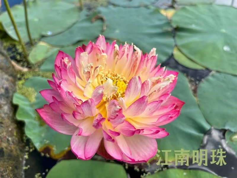 荷花精品荷花苗观赏荷花货多有优惠