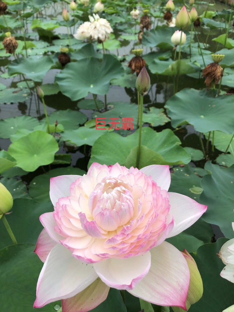 荷花精品荷花苗观赏荷花货多有优惠