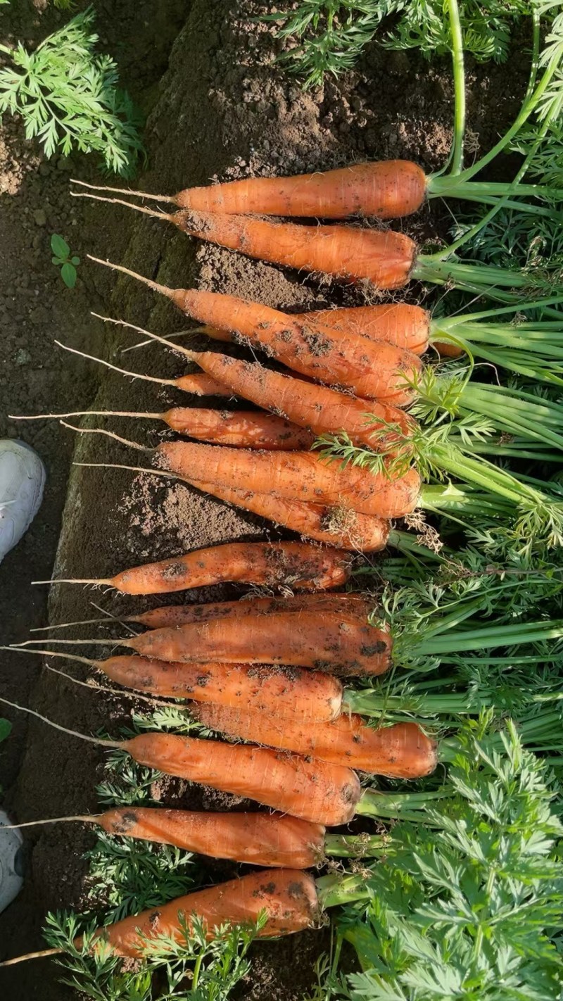 开封胡萝卜带叶半叶净菜毛菜带土无叉无裂条形好水分足耐储存