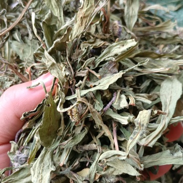 云南特产家种烤干无硫灯盏细辛灯盏花农副产品初级农产品