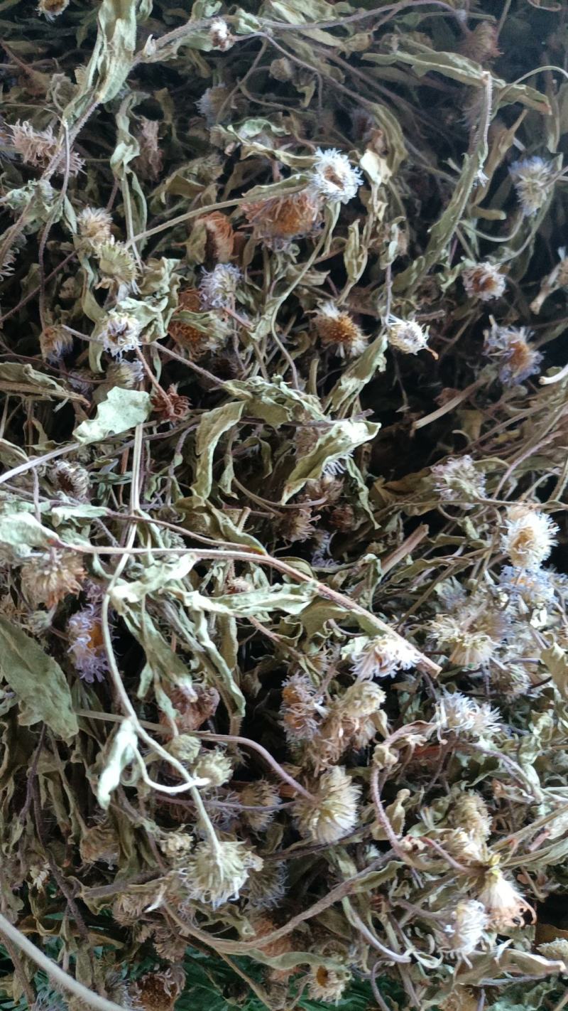 云南特产家种烤干无硫灯盏细辛灯盏花农副产品初级农产品