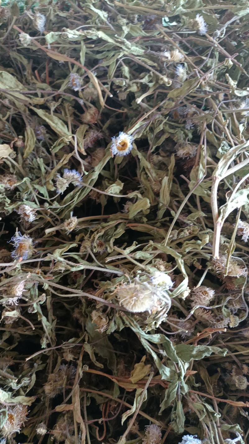 云南特产家种烤干无硫灯盏细辛灯盏花农副产品初级农产品