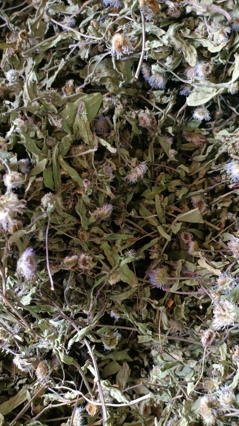 云南特产家种烤干无硫灯盏细辛灯盏花农副产品初级农产品