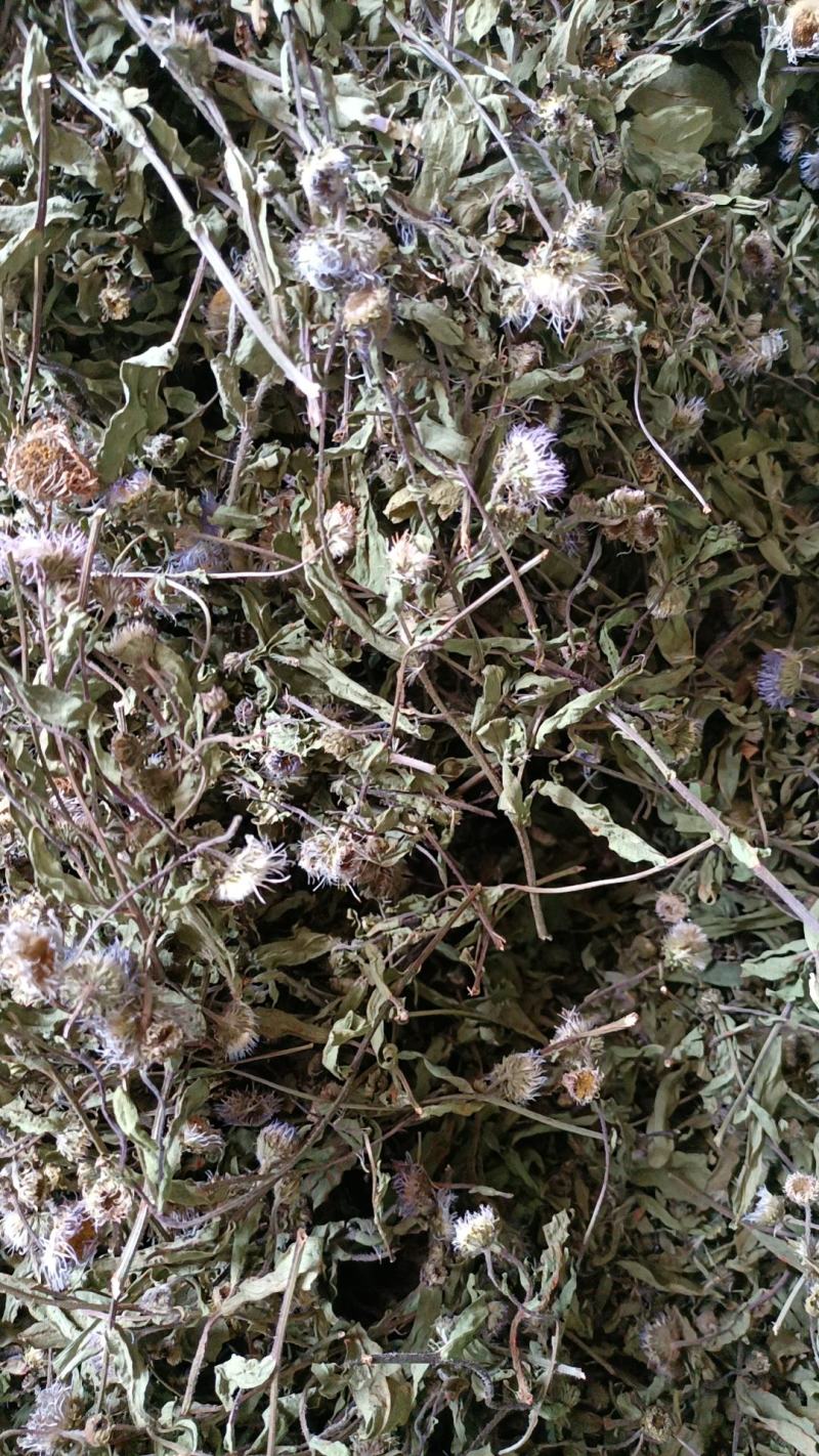 云南特产家种烤干无硫灯盏细辛灯盏花农副产品初级农产品