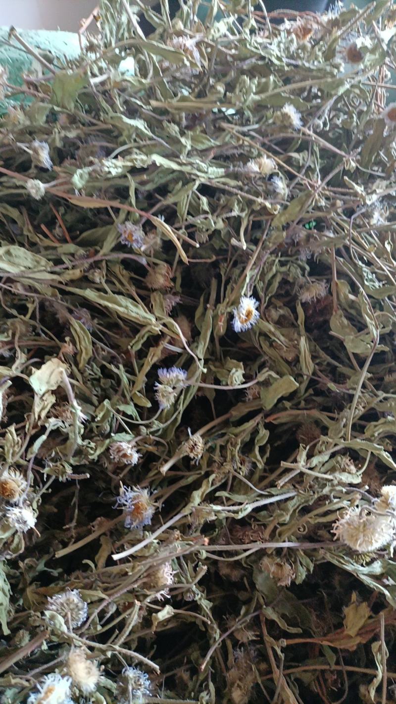 云南特产家种烤干无硫灯盏细辛灯盏花农副产品初级农产品