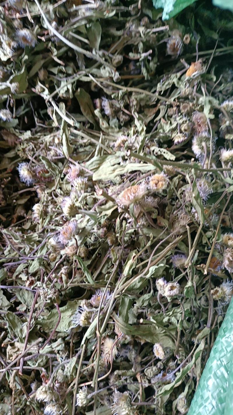 云南特产家种烤干无硫灯盏细辛灯盏花农副产品初级农产品