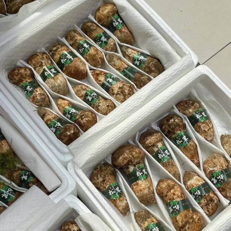 香格里拉野生松茸产地直发