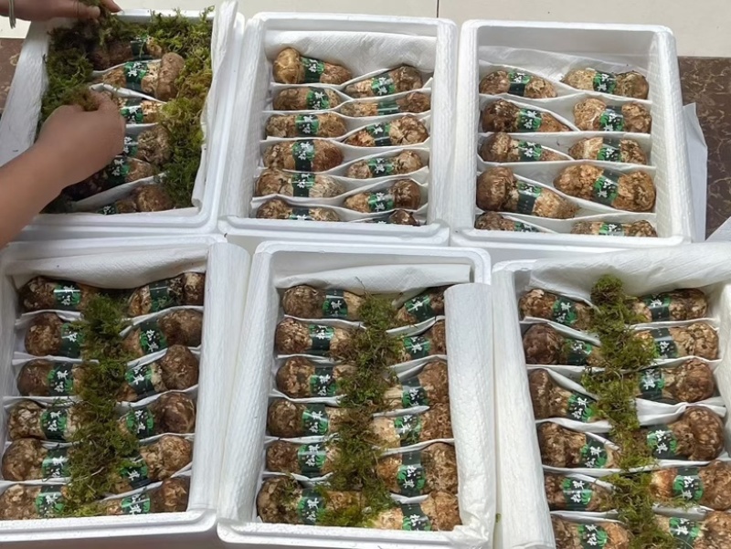 香格里拉野生松茸产地直发