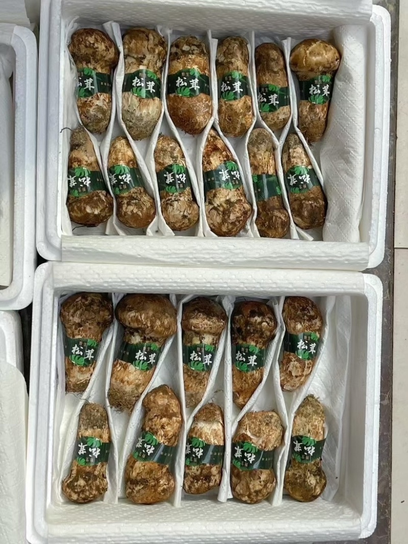 香格里拉野生松茸产地直发