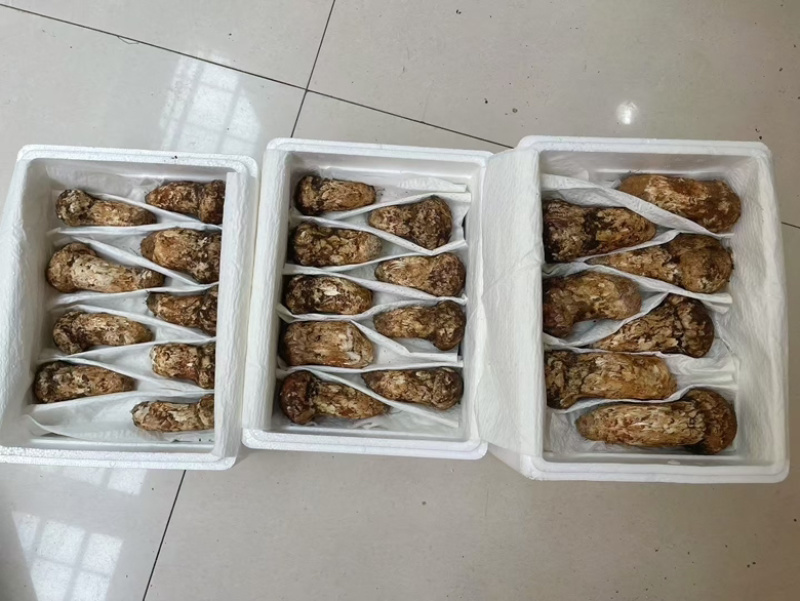 香格里拉野生松茸产地直发