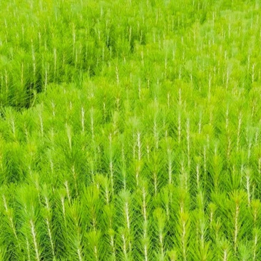 马尾松苗（容器苗）品种纯正，自育自销，提供两证一签一说明