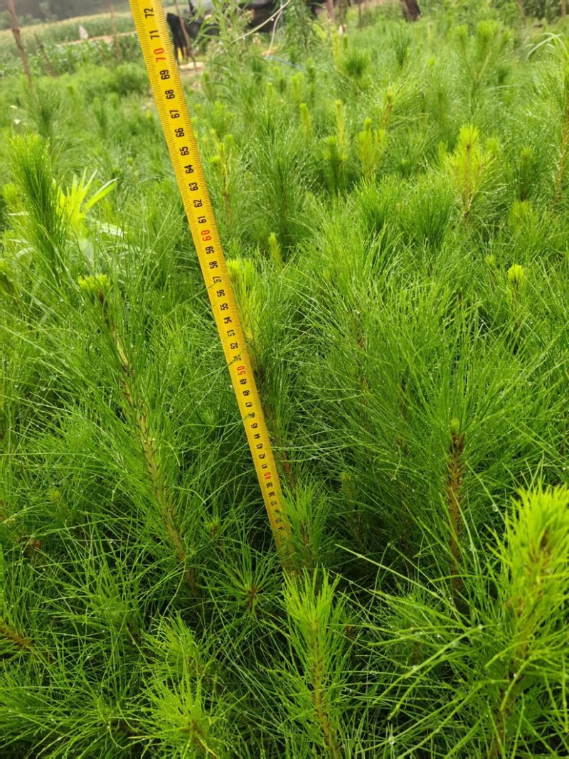 马尾松苗（容器苗）品种纯正，自育自销，提供两证一签一说明
