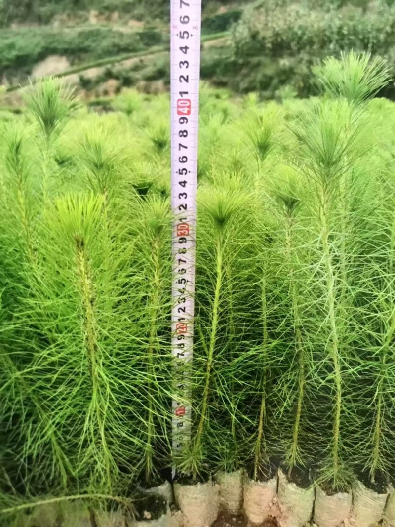 马尾松苗（容器苗）品种纯正，自育自销，提供两证一签一说明