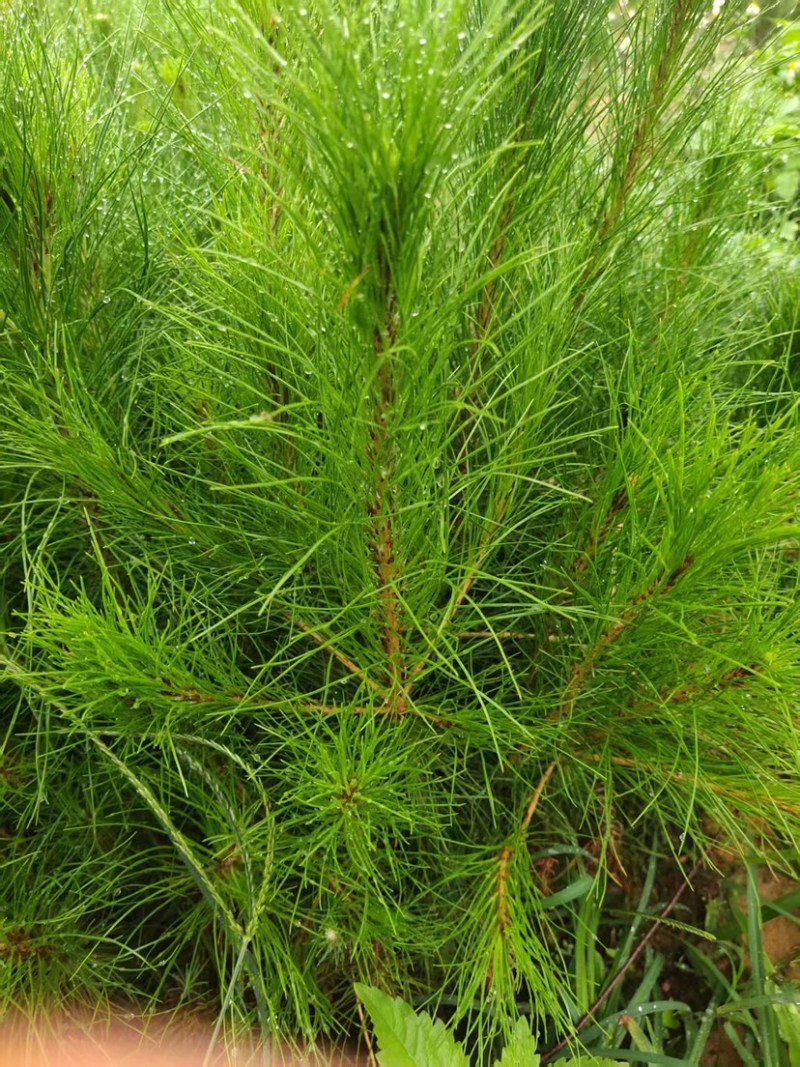 马尾松苗（容器苗）品种纯正，自育自销，提供两证一签一说明
