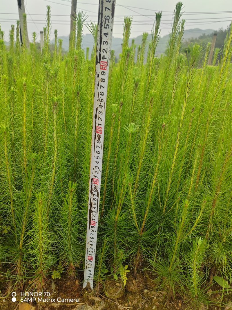 马尾松苗（容器苗）品种纯正，自育自销，提供两证一签一说明