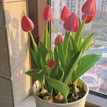 郁金香种球厂家批发