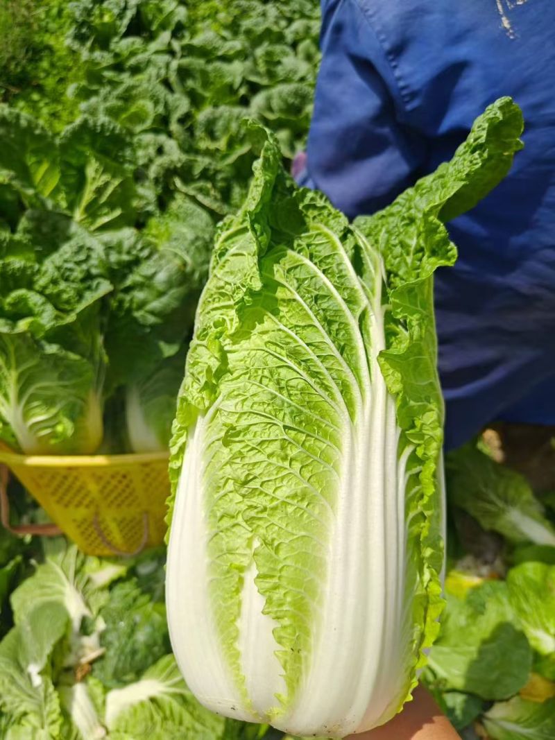 白菜黄心白菜无烧边烧心黑点病虫害大小规格都有按需求分拣