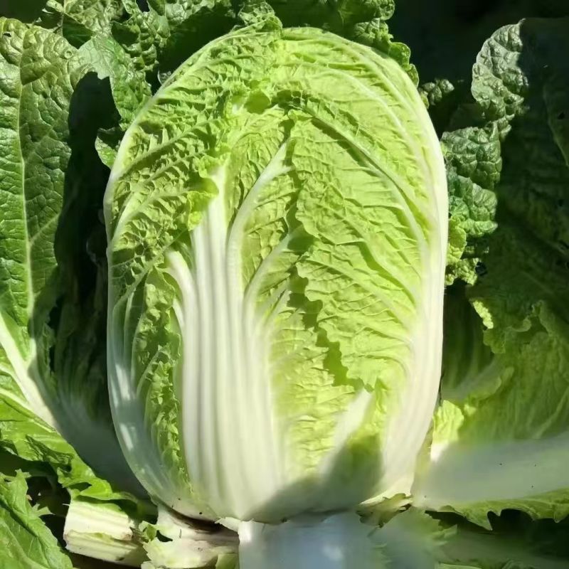 白菜黄心白菜无烧边烧心黑点病虫害大小规格都有按需求分拣
