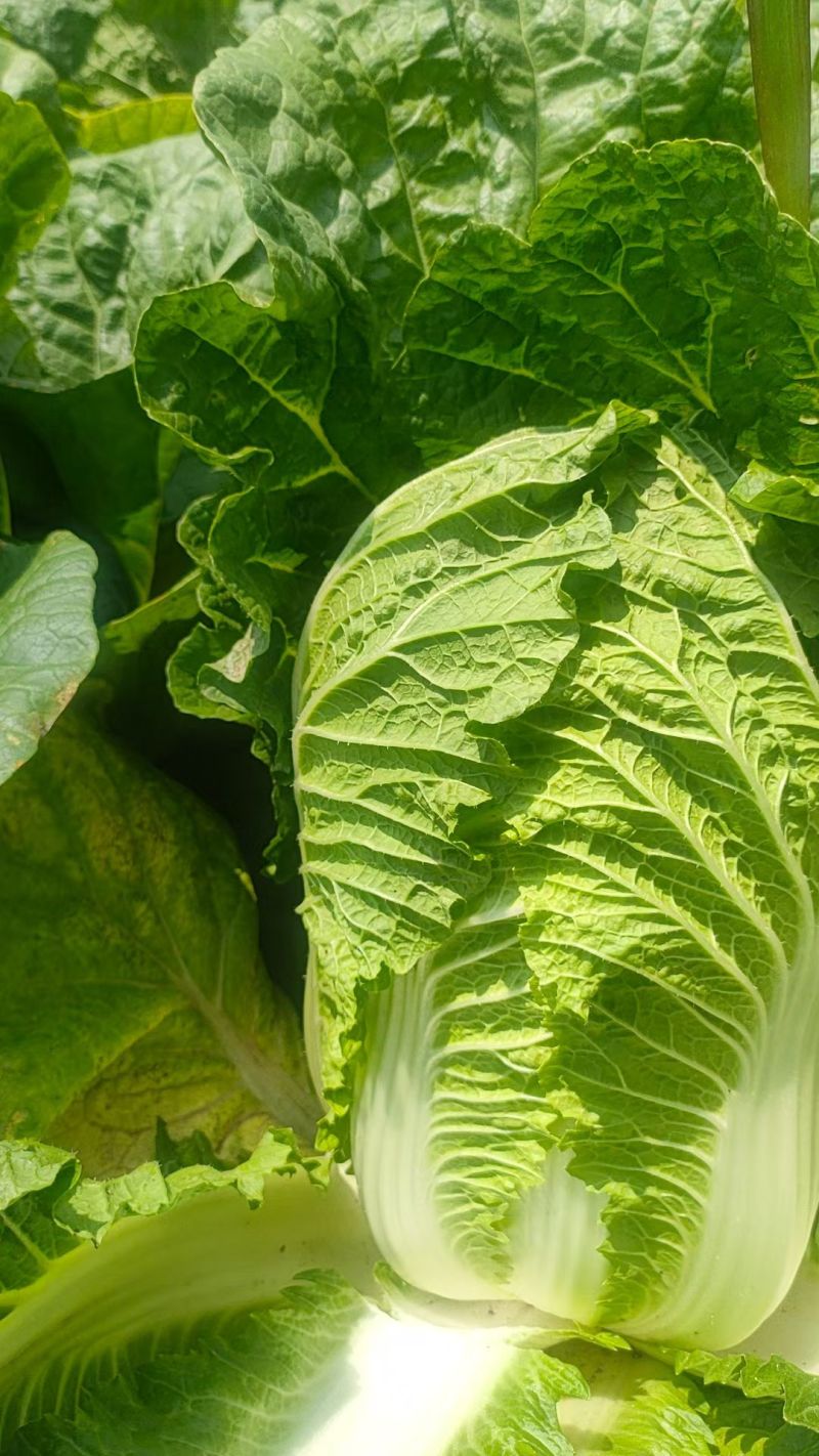 白菜黄心白菜无烧边烧心黑点病虫害大小规格都有按需求分拣