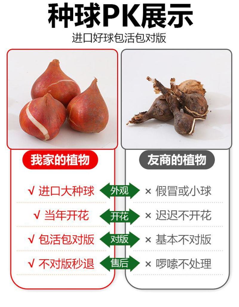 郁金香种球厂家批发