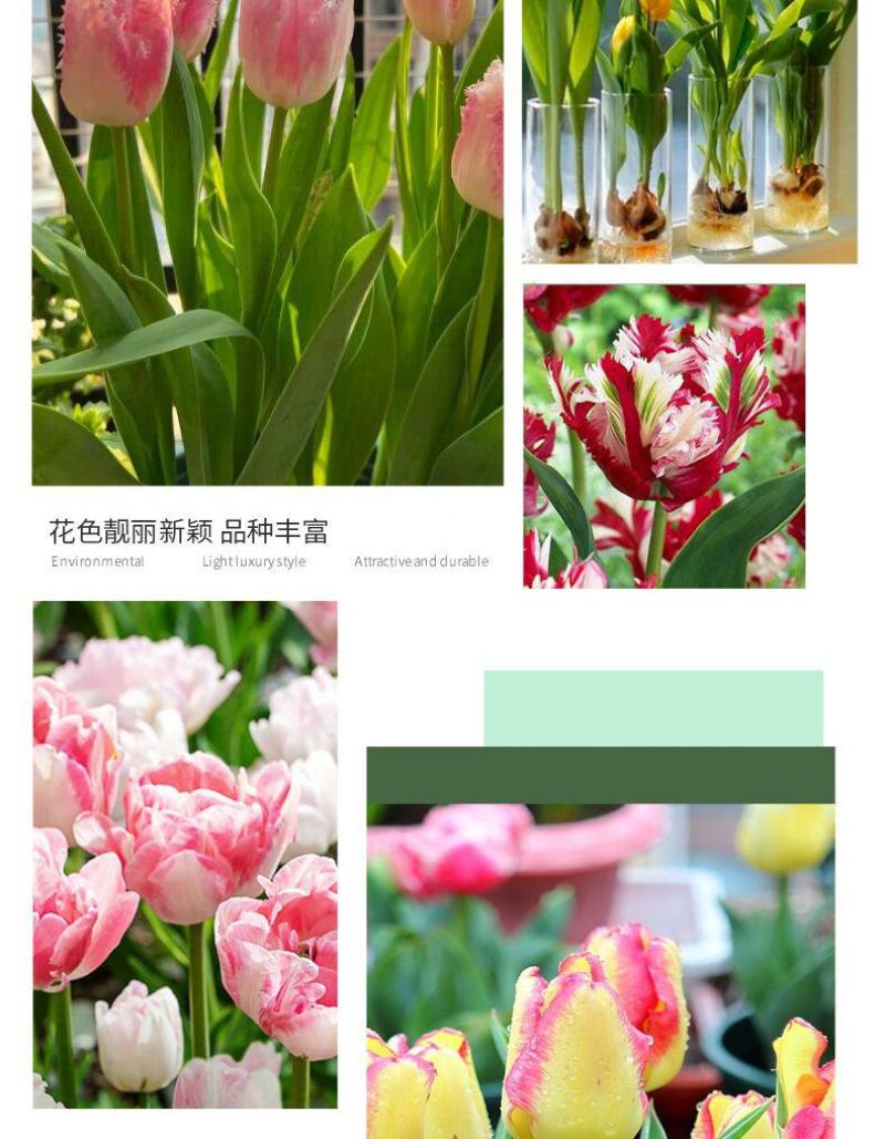 郁金香种球厂家批发